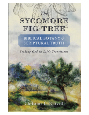 The Sycomore Fig Tree